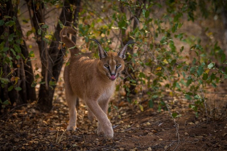 054 Tshukudu Private Game Reserve, caracal.jpg